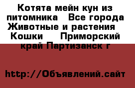 Котята мейн-кун из питомника - Все города Животные и растения » Кошки   . Приморский край,Партизанск г.